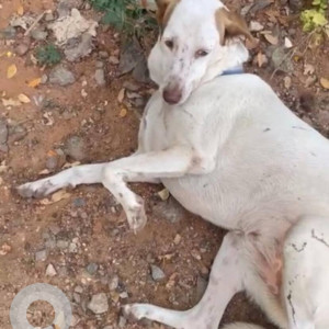 Brown Female Indie Dog is Missing from Kondapur Silpa Park