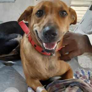 Brown Female Indie Dog is Missing from Royal Enclave Apartment, Anna Nagar East