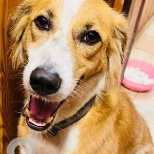Brown Male Indie Dog is Missing from Charkop sector -4