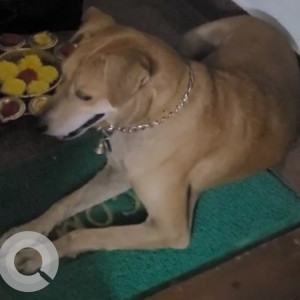 Brown Male Indie Dog is Missing from Rajarajeswari nagar, Madipakkam