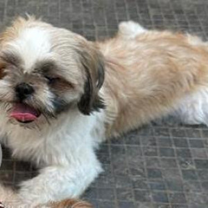 White-Brown Mix Male Shih Tzu Dog is Found from Mumbai, Santacruz West