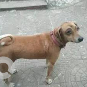 Found: Brown Female Indie Dog from Karthika School, Kurla West