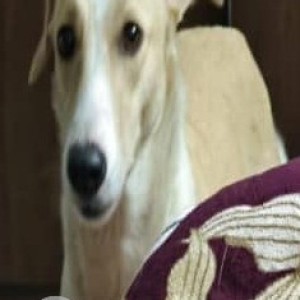 Missing: White Female Indie Dog from Munirka, Delhi