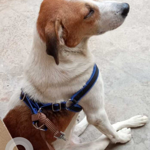 Missing: White-Brown Mix Male Indie Dog from Faridabad Sec 19, Shastri Colony