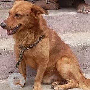 Missing: Brown Male Indie Dog from Km Garden, Pattalam