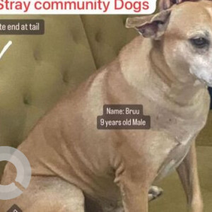 Missing: Brown Male Indie Dog from TMC, Saraswati School in Thane West