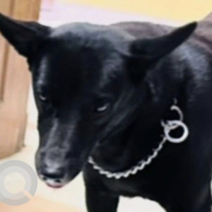 Missing: Black Male Labrador mix Dog from E-40 Swej Farm, Nandpuri, Sodala, Jaipur