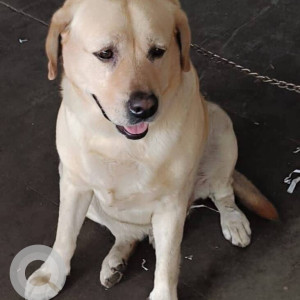 Missing: Black and Brown Male Mudhol cross Dog from HSR Layout 2nd Sector, Om Shakti Temple, Hosapalya 4th Cross