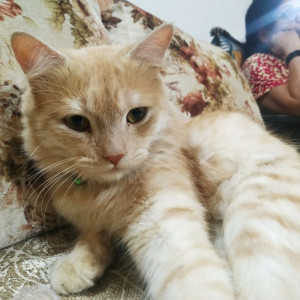 Missing: Orange Male Indie Cat from A J sankalpa orchid, kalkere, horamavu, Bangalore