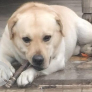 Missing: White Male Labrador Dog from Indira Nagar, near Amarpali Market, Lucknow