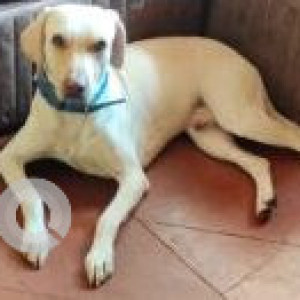 White Male American Labrador Dog is Missing from Sion Railway Colony Mumbai