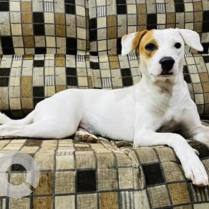 Missing: White Female Indie Dog from Mahipalpur near Dee Marks Hotels and Resorts