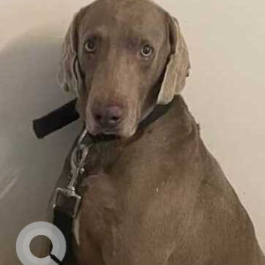 Missing: Grey Male Weimaraner Dog from MLA Colony Club