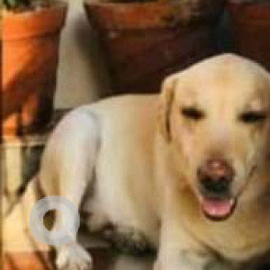 Missing: White Male Labrador Dog from Mahalakshmi Layout, Bangalore