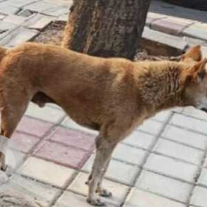 Missing: Brown Male Indie Dog from Maidaan next to Gayatri Blue Apartments near kundalahalli