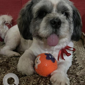 Missing: Black and White Male Shih Tzu Dog from Thanisandra, Railwaymen layout