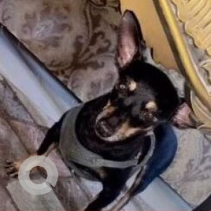 Missing: Black and Brown Male Chihuhaha Dog from JB nagar, Mumbai