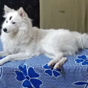 Missing: White Male Indian Spitz Dog from Durga Mata Mandir Road , Tughlaqabaad, New Delhi