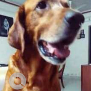 Missing: Brown Male Golden Retriever Dog from Borivali  West