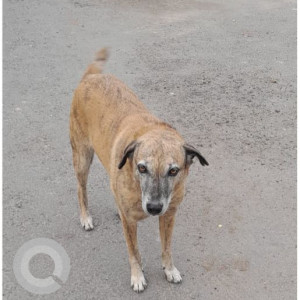 Missing: Brown Male Indie Dog from Sector 17, Indira Nagar