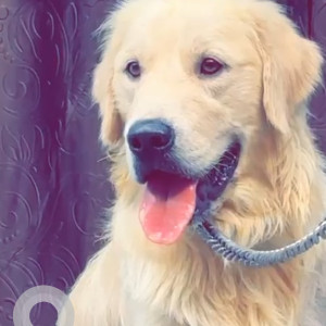 Found: Golden Male Golden Retriever Dog from Durgam Cheruvu Road Madhapur Dignal Area near Pullareddy Sweet Shop
