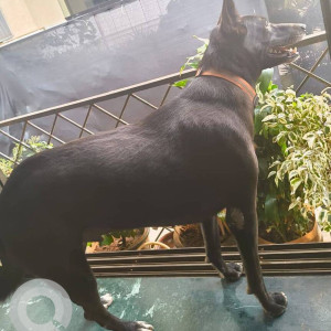 Missing: Black Female Indie Dog from Jony Castle, Wodehouse Road, Colaba