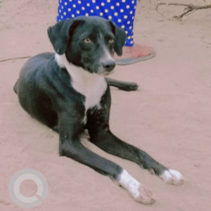 Missing: Black and White Female Indie Dog from Pal Bechla, Ajmer (Shiv Chok)