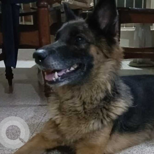 Found: Black and Brown Female German Shepherd Dog from JP Nagar