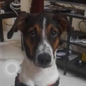 Missing: White-Brown Mix Male Indie Dog from Chettiaragaram, Porur