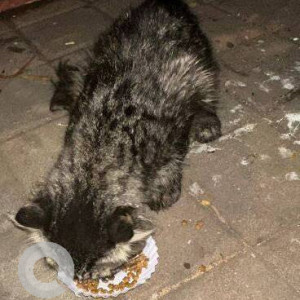 Found: Black Male Indie Cat from A-1 Bakery, opp. Apostolic Carmel Convent High School, Hill Road, Bandra (W)
