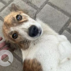 White-Brown Mix Female Indie Dog is Found from Casa Rio Palava City, Dombivli East