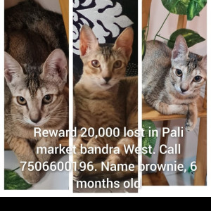 White and Grey Male Indie Cat is Found from Pali Market (Fish Market) , Bandra West