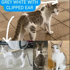 Grey-White Mix Female Indie Cat is Missing from Octacrest lokhandwala building in kandivali east