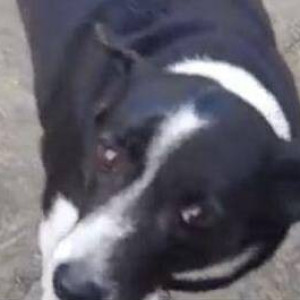 Missing: Black and White Female Indie Dog from Borivali West, Yogi Nagar
