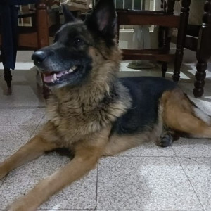 Found: Black and Brown Female German Shepherd Dog from JP Nagar
