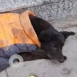 Found: Black Female Indie Dog from Greater kailash 1 M block market