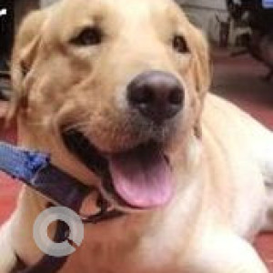 Found: Golden Male Labrador Dog from SVK Layout, Kurubarahalli, Basaweshwarnagar