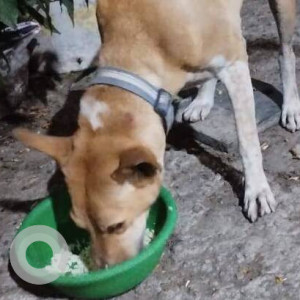 Found: White-Brown Mix Male Indie Dog from Sector 100, Chakala, Andheri