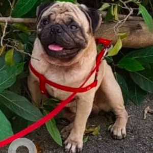 Brown Male Pug Dog is Missing from Omr PTC Quatres and Pettai Bus Stop Main Road