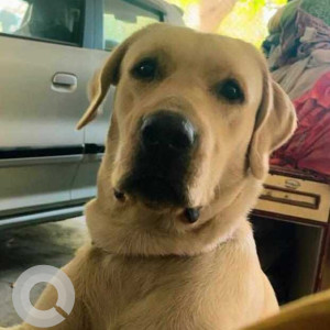 Missing: White Male Labrador Dog from New Nagole