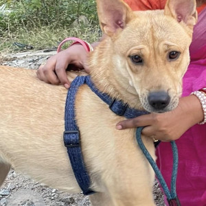 Missing: Brown Male Indie Dog from Silicon tree apartments, AECS layout block B, Singasandra