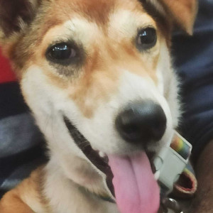 Missing: White-Brown Mix Female Indie Dog from RCF chembur