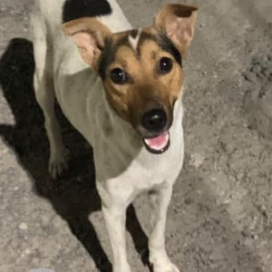 Missing: White-Brown Mix Female Indie Dog from Velachery, Chennai