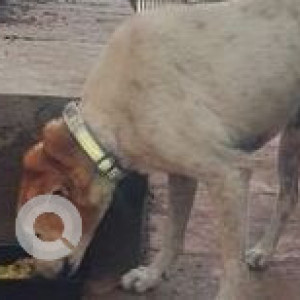 Missing: White-Brown Mix Female Indie Dog from Juhu, Birla Lane