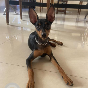 Missing: Black and Brown Male Minpin Dog from Thoraipakkam, Chennai