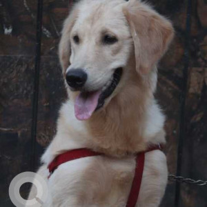 Missing: White Female Labrador Dog from New Indira Nagar near Thane Railway Station, opposite Laxmi Niwas Building, Thane East Kopri