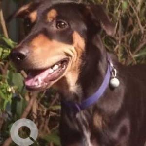 Missing: Black and Brown Male Indie Dog from BSK 3rd Stage, Ittumadu