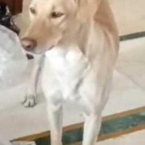 Missing: White-Brown Mix Male Indie Dog from Gita Mandir,  New Rajinder Nagar, Delhi