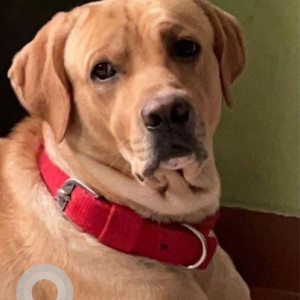 Missing: Golden Male Labrador Dog from Sector 7/A Faridabad, near 7/10 dividing road
