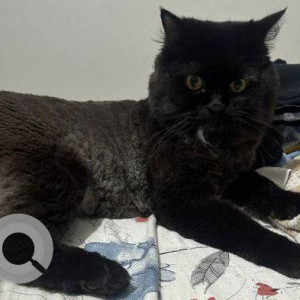 Missing: Black Male Persian Cat from Lodha Amara Thane